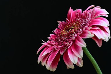 Siyah arka planda güzel Gerbera çiçeğini kapat.