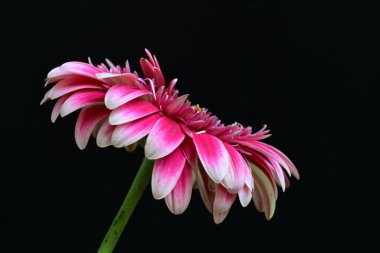 Siyah arka planda güzel Gerbera çiçeğini kapat.