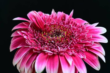Siyah arka planda güzel Gerbera çiçeğini kapat.