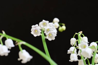 Siyah arkaplanda güzel beyaz kar damlaları. 