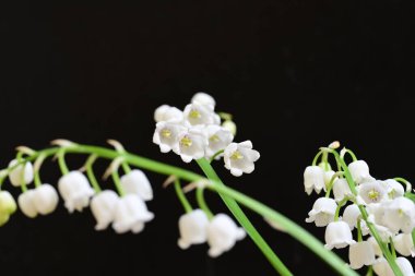 Güzel çiçeklerin yakın çekim görüntüsü, doğa konsepti arka plan