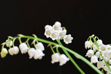 Siyah arkaplanda güzel beyaz kar damlaları. 