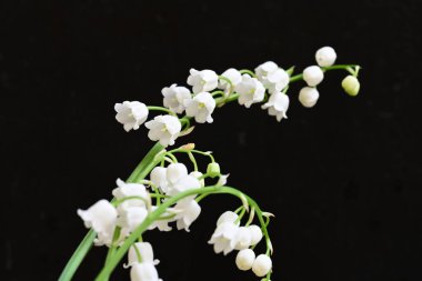 Siyah arkaplanda güzel beyaz kar damlaları. 