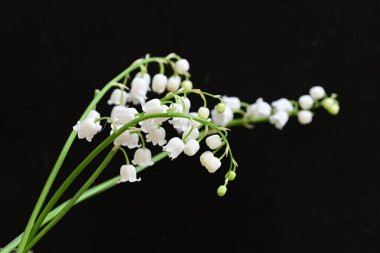 Siyah arkaplanda güzel beyaz kar damlaları. 