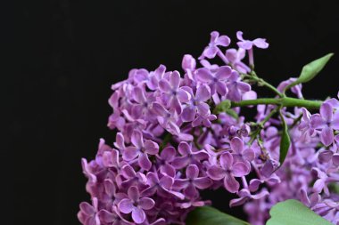 Leylak ağaçları bahçede çiçek açarlar.