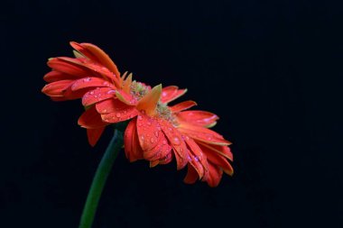 Siyah arka planda güzel Gerbera çiçeğini kapat.