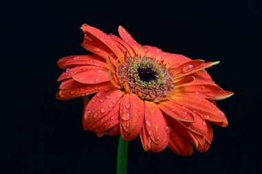 Siyah arka planda güzel Gerbera çiçeğini kapat.