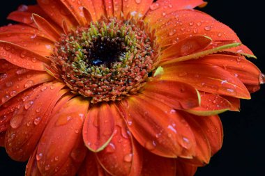 Siyah arka planda güzel Gerbera çiçeğini kapat.