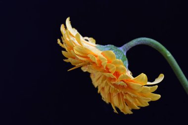 Siyah arkaplanda sarı Gerbera çiçeği