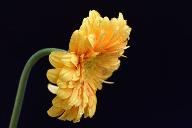 Siyah arkaplanda sarı Gerbera çiçeği