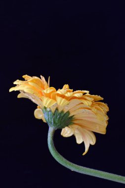 Siyah arkaplanda sarı Gerbera çiçeği