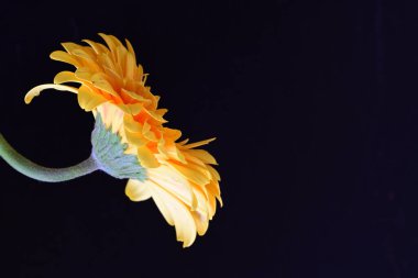 Siyah arkaplanda sarı Gerbera çiçeği