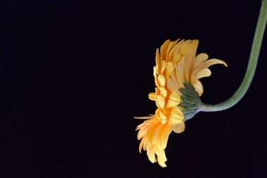 Siyah arkaplanda sarı Gerbera çiçeği