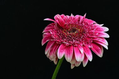 Siyah arka planda güzel Gerbera çiçeğini kapat.