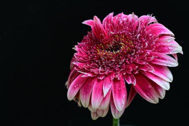 Siyah arka planda güzel Gerbera çiçeğini kapat.