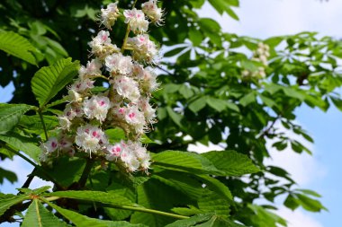 Güzel çiçeklerin yakın çekim görüntüsü, doğa konsepti arka plan