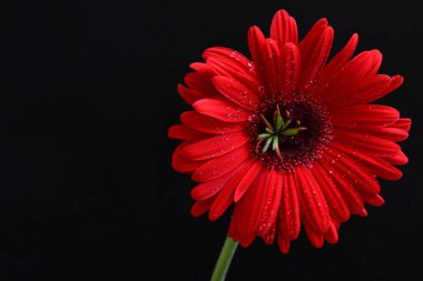 Siyah arkaplanda kırmızı Gerbera çiçeği