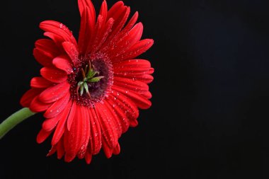 Siyah arkaplanda kırmızı Gerbera çiçeği