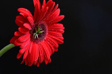 Siyah arkaplanda kırmızı Gerbera çiçeği