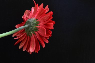 Siyah arkaplanda kırmızı Gerbera çiçeği