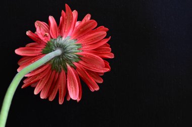 Siyah arkaplanda kırmızı Gerbera çiçeği