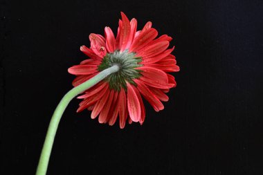 Siyah arkaplanda kırmızı Gerbera çiçeği