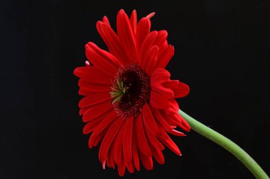 Siyah arkaplanda kırmızı Gerbera çiçeği