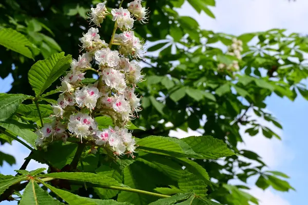 Güzel çiçeklerin yakın çekim görüntüsü, doğa konsepti arka plan