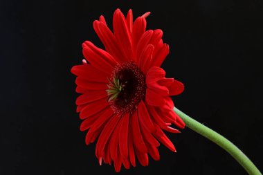 Siyah arkaplanda kırmızı Gerbera çiçeği