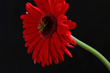 Siyah arkaplanda kırmızı Gerbera çiçeği