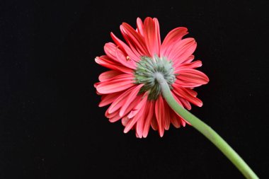 Siyah arkaplanda kırmızı Gerbera çiçeği