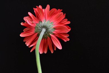 Siyah arkaplanda kırmızı Gerbera çiçeği