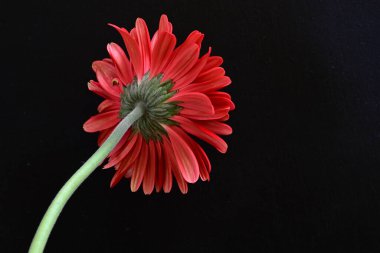 Siyah arkaplanda kırmızı Gerbera çiçeği