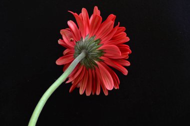 Siyah arkaplanda kırmızı Gerbera çiçeği