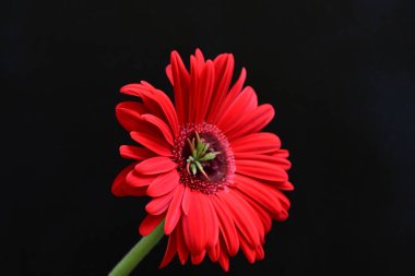 Siyah arkaplanda kırmızı Gerbera çiçeği