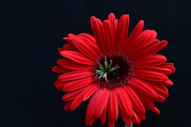 Siyah arkaplanda kırmızı Gerbera çiçeği