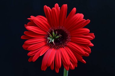 Siyah arkaplanda kırmızı Gerbera çiçeği
