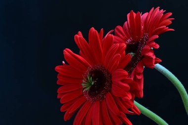 kırmızı Gerbera çiçekleri siyah arkaplanda