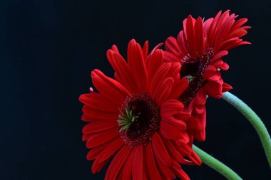kırmızı Gerbera çiçekleri siyah arkaplanda