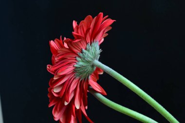 kırmızı Gerbera çiçekleri siyah arkaplanda