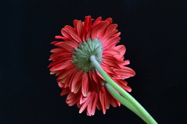 kırmızı Gerbera çiçekleri siyah arkaplanda