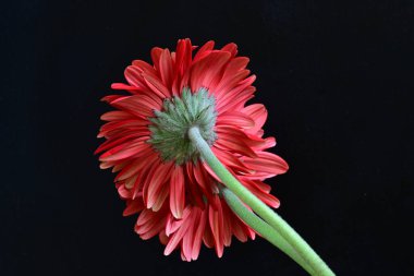 kırmızı Gerbera çiçekleri siyah arkaplanda