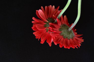 kırmızı Gerbera çiçekleri siyah arkaplanda