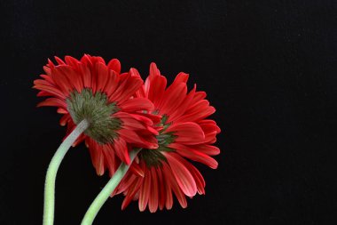kırmızı Gerbera çiçekleri siyah arkaplanda