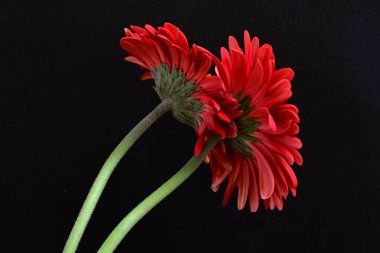 kırmızı Gerbera çiçekleri siyah arkaplanda