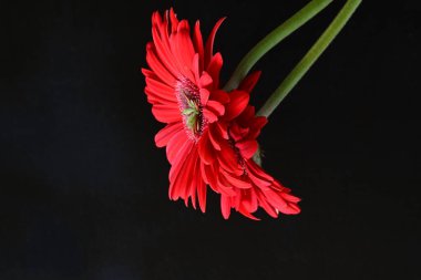 kırmızı Gerbera çiçekleri siyah arkaplanda