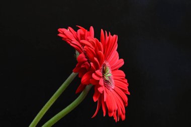 kırmızı Gerbera çiçekleri siyah arkaplanda