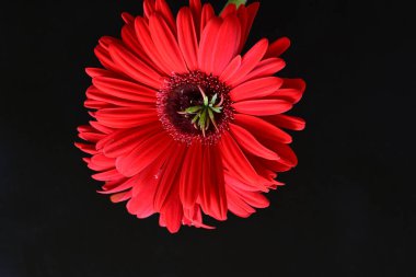 Siyah arkaplanda kırmızı Gerbera çiçeği