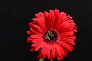 Siyah arkaplanda kırmızı Gerbera çiçeği
