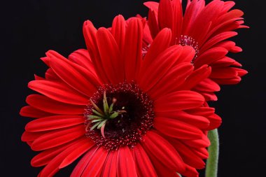 kırmızı Gerbera çiçekleri siyah arkaplanda